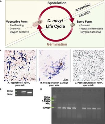 Methods and Techniques to Facilitate the Development of Clostridium novyi NT as an Effective, Therapeutic Oncolytic Bacteria